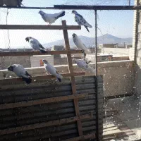 کبوتر پرشی|پرنده|تیران, |دیوار