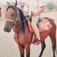 اسب کهر ۳سال ونیم