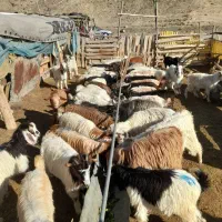 شصت تا بزغاله نر