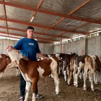 فروش ویژه گوساله سیمینتال اصیل