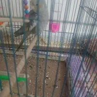 یک عروس هلندی نر سر حال و سالم