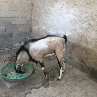 فروش نری دو رگه پازن|حیوانات مزرعه|بندرعباس, |دیوار