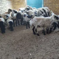 میش زاییده جوان