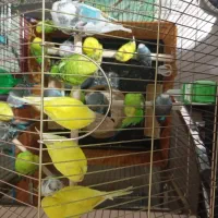 مرغ عشق صاف و کشیده سالم و سلامت|پرنده|تهران, افسریه جنوبی|دیوار