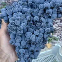 فروش باغ الوان وانگور