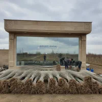 صنوبر مخصوص دشت‌های قزوین، رشد سریع و بازده تضمینی