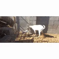 فروش بز دورگ سومال تازه زاییده|حیوانات مزرعه|جناح, |دیوار