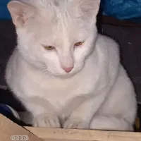 گربه اهلی کاملا سفید