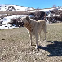 سگ نر سه ساله سرابی