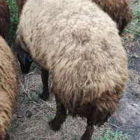 بره ماده همو هترو پای قوچ