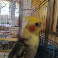 عروس هلندی نر آماده
