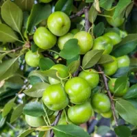 نهال گوجه سبز و انار اصلاح شده و با کیفیت