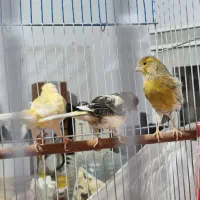 چهار عدد ماده قناری