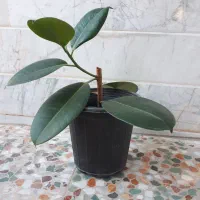 گل طبیعی فیکوس
