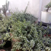 گل خرفه ای|گل و گیاه طبیعی|بندرعباس, |دیوار