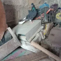 کبوتر اشعل نر|پرنده|کارون, |دیوار