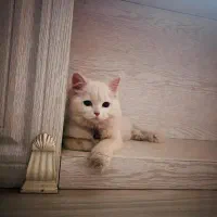 گربه|گربه|ارومیه, |دیوار