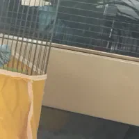 مرغ عشق نر انگلیسی