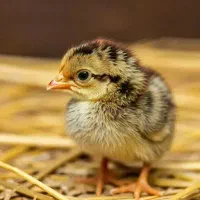 انواع پرنده جوجه