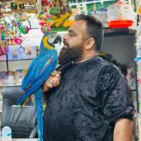 طوطی ماکائو ابی طلایی کلام دار چلوندنی