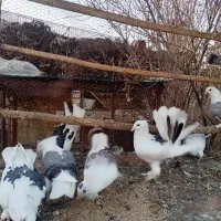 کبوتر پشتدار زینتی و دمچتری|پرنده|جوادآباد, |دیوار