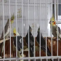 یه جفت عروس هلندی مولد با سه تا جوجه بزرگ|پرنده|ساری, |دیوار