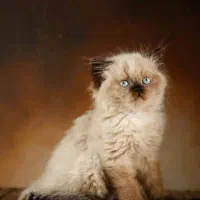 پرشین هیمالین