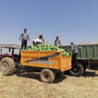 فروش تراکتور با تریلی|خودرو سنگین|باشت, |دیوار