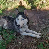 سگ هاسکی ارزون میدم