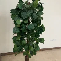 درخت