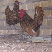 مرغ مینیاتری|حیوانات مزرعه|خرمشهر, |دیوار