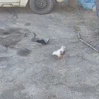 کبوتر فروشی|پرنده|مبارکه, |دیوار