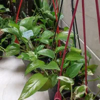 گل و گیاه آپارتمانی