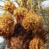 فروش ویژه خارک هلیله ای