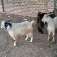 چهار عدد بزغاله نر