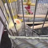 عروس هلندی گلباقالی نر سخنگو|پرنده|رباط‌کریم, شهرک درخشان|دیوار