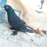 یک جفت سیاه دم سفید چشم چنگ سفید