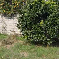 زمین 329متری (دستک) خزر 5.مسکونی سند تک برگ|فروش زمین و ملک کلنگی|کیاشهر, |دیوار