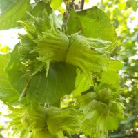 فندق درشت فرانسوی اعلا|خوردنی و آشامیدنی|تهران, ونک|دیوار