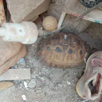 حیوان خانگی