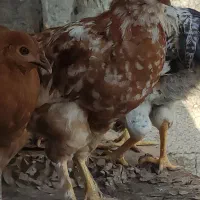 مرغ و خروس محلی و ماشینی