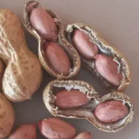 بادام زمینی رقم اطلس و گلی