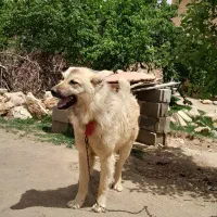 سگ نگهبان|سگ|بناب, |دیوار