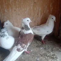 فروش کبوتر سرور|پرنده|بابل, |دیوار