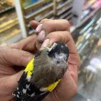 جوجه سهره خلخال ( به شرط)