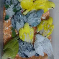 راهب زرد.راهب سبز .راهب رنگی .راهب ابی.