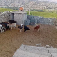 گوساله  نر گاو سفید  یاسوج