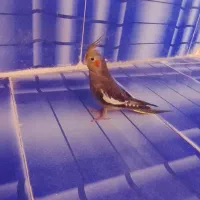 عروس‌