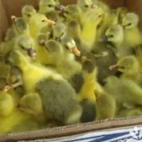 ۵۰‌عدد‌جوجه‌غاز‌سالم.سرحال