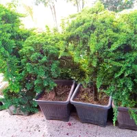 خدمات باغبانی هرسکاری کودهی بیل.زنی|خدمات باغبانی و درختکاری|پرند, فاز ۲|دیوار